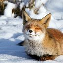 Edgar Moreno Castillo