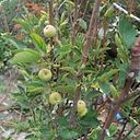 Araceli Delao Molina