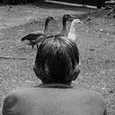 Mauricio Gómez Morin