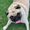 Diego Orlando Pacheco Santiago