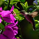 fotografia_paparazzi