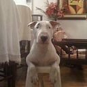 Edward Adams Bronco Amat