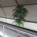 Julià Panadès Julià