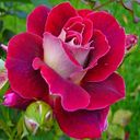 Luana Rengifo Idrogo