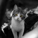 Juan Daniel Alegría Vásquez