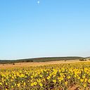 Raquel Marqués Gómez