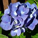 Michelle Castleberry