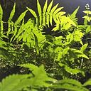 Carla Mujica Tarragó