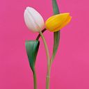 contacto_santfajardo