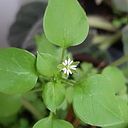 Maria Silvaortiz Onegativo