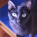 Lisa de Lisieux SILVA