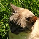 Alejandro Villanueva