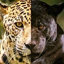 Alejandro Lonngi Canseco