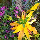 Elena Medina Navarro