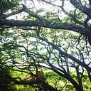 Elis Rendón Yoga De La Risa