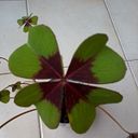 Sara Bernárdez Veiga