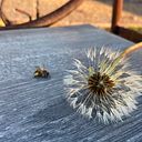 Themis Maya Garza Opengo