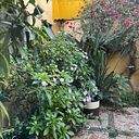 mariangela franco vázquez