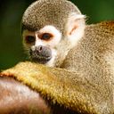 Douglas Israel Solis ORtiz