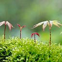 Juan Felipe Montenegro Vargas