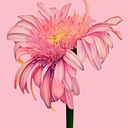 Mariela Jazmin Davila Avila