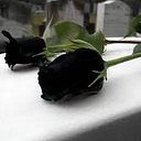 Deli Trujillo Rodriguez