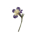 Tamara Pérez Morales