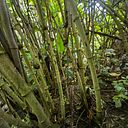 Firthunands Ferrante