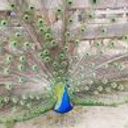 Lidia H