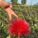Vanuza Teixeira