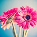 Perla Dennise Perales Serrano