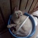 Martin Acosta Gálvez