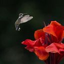 Mónica Ana Luisa Vázquez Guzmán