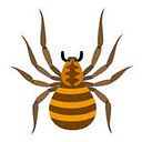 spyderweb