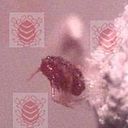 Tlapanochestli Grana Cochinilla