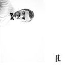 Fernando Larroque Sepulcri