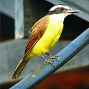 Alexsandra Bentemuller