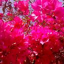 Alba Liliana Rincon Bohorquez