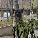 აბა რავიცი