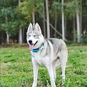 thor_the_husky20