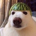 Sander Torres Sarmiento