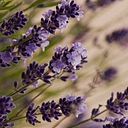 Caro Barenghi Galetto