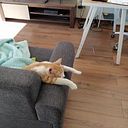 Josefina Donoso-Carrera Cortés