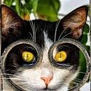 Елена Котова