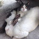 Alondra Figueroa Maldonado