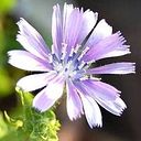 Maria Filomena Lourenço