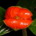 macarena andrea Oyarce Muñoz