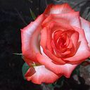 Yajaira Torres de Montaña