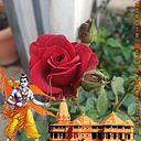 Rekha N