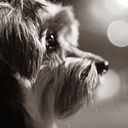 Daniel Oliveira Lima